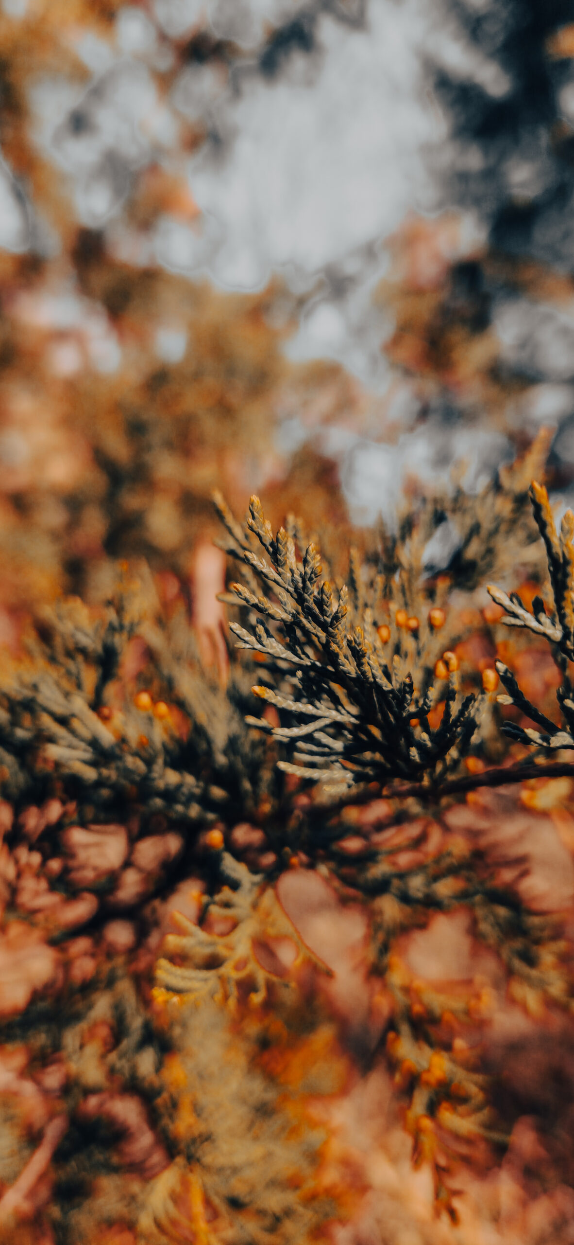 picture of an evergreen tree in the winter